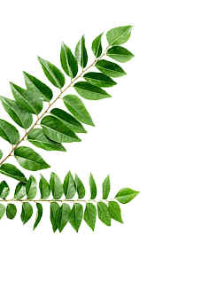 Dhaniya
